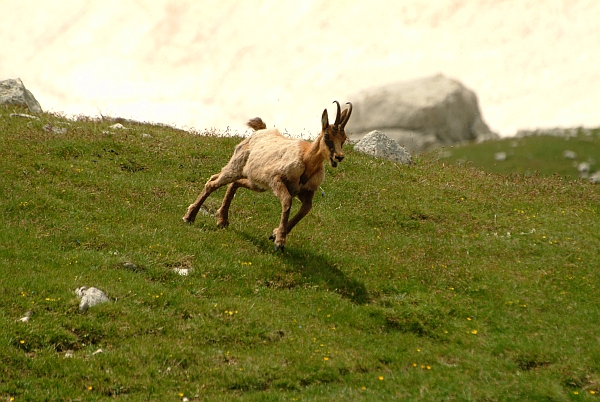 Camoscio d''Abruzzo Rupicapra pyrenaica ornata